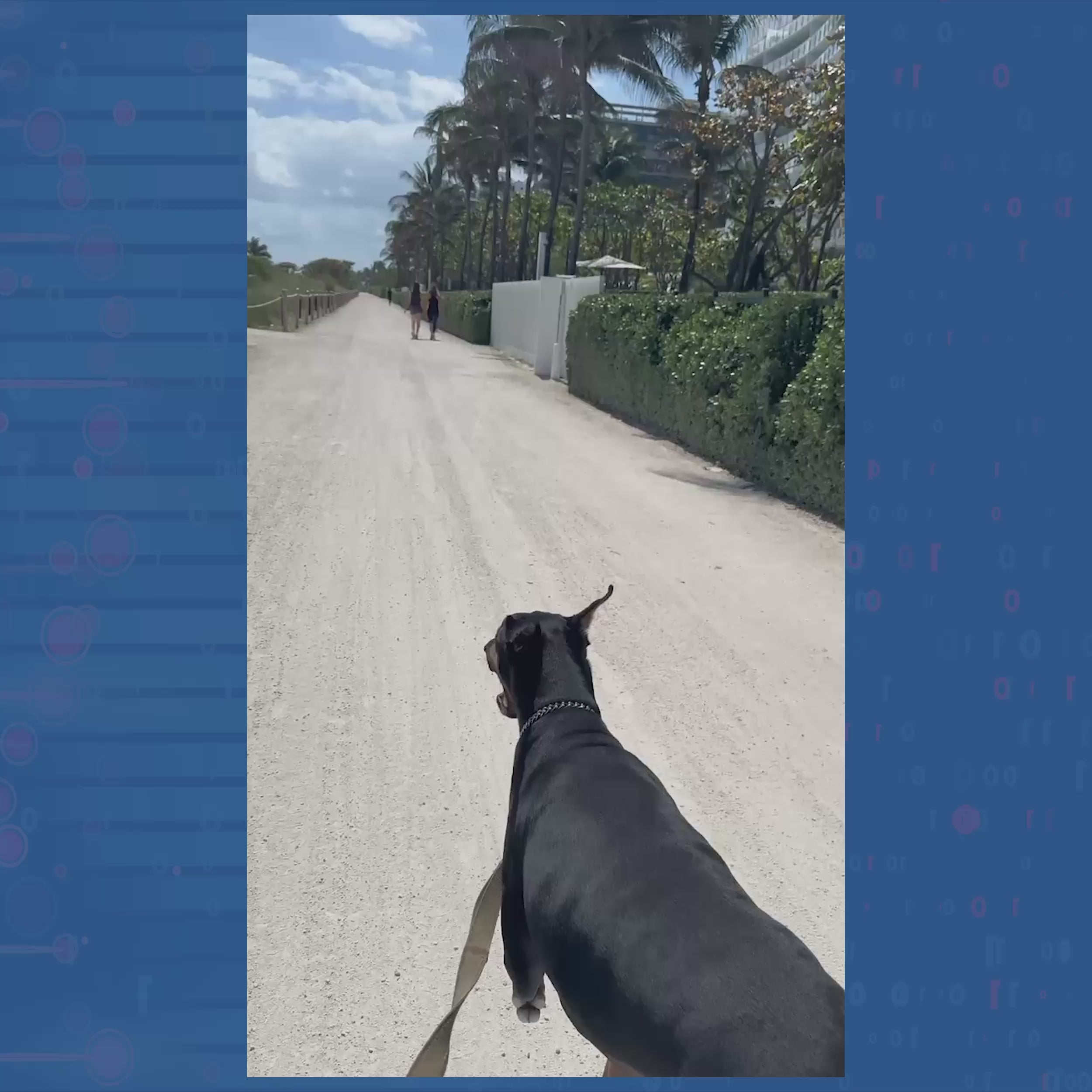 WoofSpan - DNA Longevity Test